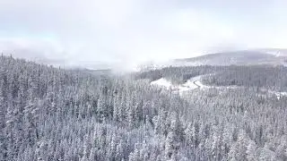 Best white forest on this winter