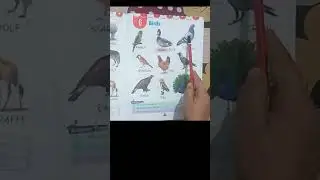#Birds name with pictures #study #bachchokipadhai #english #story#rhymes #infobells #chunchuntv