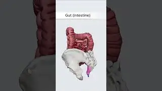 Gut (Intestine) | 3D Body Anatomy #guthealth #intestine #3dbody #3danatomy