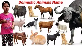 Animals video For kids Education | Cute Animals Dog, Cow, Cat, Buffalo | Domestic Animals | #cow |