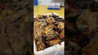 #I really love the origin of the spicy turtle in the food review