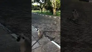 Gray langur# monkey 🙈 group meeting 😆😆# Shorts #