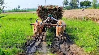 Bullock Cart Heavy Load Mud Ride | Bullock Cart Ride