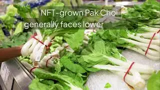 Pak Choi (Bok Choy) Cultivation under NFT Hydroponics