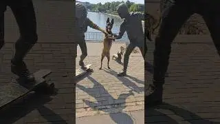 I'll be back 👍 Malinois working dog