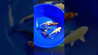 Great bowl of Japanese Koi going out to a customer today. ❤️🇯🇵🐟