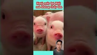 Heo Con đ&aacute;ng y&ecirc;u#heorshebabybottles #videos #shortvideo #kute#viralvideo #dongvat #cybercreatures