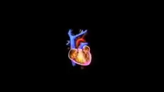 3D ANIMATION OF WORKING OF HEART
