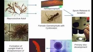 Gracilaria Culture Video