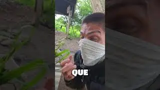 Papa y ca&ntilde;a brava: energ&iacute;a y fibra para los cuyes. Alimento simple, fresco y natural para el d&iacute;a.