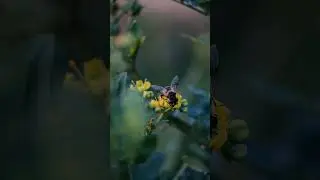 bee suck flower honey#bea seat on the tree#shortsvideo