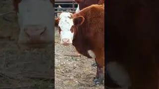 Farmer's Accidental Cow Antibiotic Injection: Report vs Video Differences
