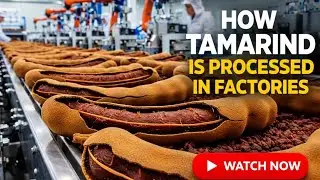 Inside a Tamarind Processing Factory | From Harvest to Packaging