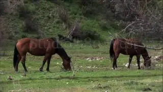 2 Horses in rural setting