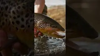 Truite g&eacute;ante dans un trou d&rsquo;eau ! #pechetruite #truite #peche #fishing #nature