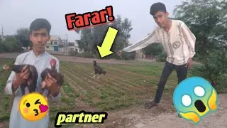 Liger ki partner Agai || Lara setup se farar 😱😰#petsvlog #aseelbreeding #aseelmurga #fighteraseel