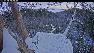 15.01.2026 Камычи. Веселые ополовники на сосне 😍