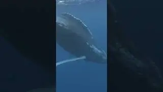 Two Humpback Whales Mating Underwater #ocean #adventure #animals #subscribe
