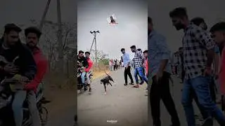 Kolhapur dog race🚀👑| kolhapur dog racing /dog race maharashtra|#shorts #arfyads #kolhapur  #dograce