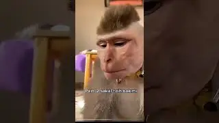 Monkey 🐒 Hair Cut. #funny #monkey #hairstyle #viralreels
