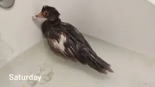 Treating Frostbite on my Ducks