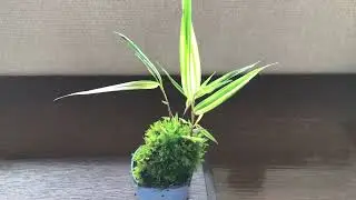 草物五点飾り。ハハコグサ、アザミ、フウチソウ、イタドリ、ツワブキの草物五点を玄関に飾りました。