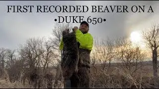 first beaver in new duke 650 &ldquo;vlog 63