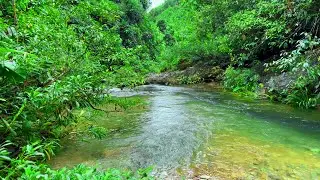 Morning Forest Sounds helps Reduce Anxiety, Birds Chirping with Forest Stream Sounds, Nature Sounds