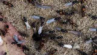 Australian Ants - Painted Strobe Ants (Opisthopsis pictus) preparing for a nuptial flight.
