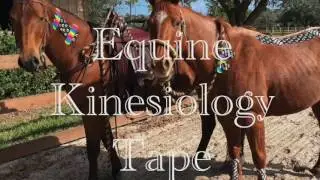 Holistic Animal Studies Online Courses