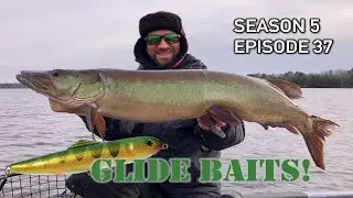 Musky Fishing in SUPER COLD Water! GLIDERS for the WIN! S5.E37