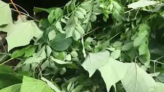 JM Backyard Farm | PANATILIHIM MALINIS ANG FEEDER NG ATING KAMBING BAGO MAGLAGAY NG MGA KOMPAY  ETC.