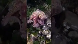Octopus walking on seabed #Shorts