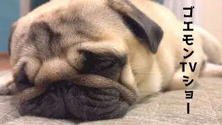 【パグ】疑似体験｜眠いのにまだ遊びたい｜尻尾フリフリで見つめてくるゴエモンが限界で寝落ち　Sleepy but Playful Pug 🐾 Goemon Can’t Stay Awake