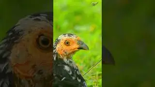 Wild fowl, young cock with a sharp gaze #shorts #wildfowl #nature