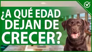 🐩 A qu&eacute; Edad Dejan de Crecer los Perros - Gu&iacute;a de Crecimiento por Raza y H&aacute;bitos 🐩📏