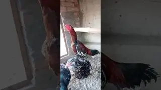 pure aseel breeding setup || pure aseel breeding tips #trending #videos #youtube #breeder #pureaseel