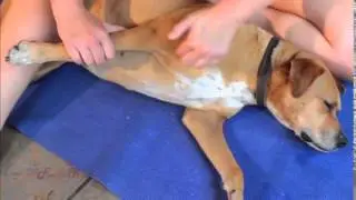 Biceps Stretch