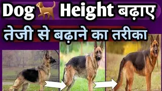 How to increase Dog Height 🐕||Dog ki Height kaise Badhaye कुत्ते की हाइट ग्रोथ कैसे बढ़ाएं