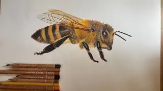 Drawing a honey bee with colored pencils 