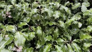 Black matipo - leaves - January 2026