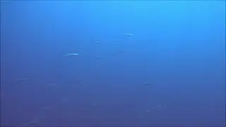 Diving Japan 2023 - Mikomoto Island - Hammerhead Sharks - Mikomoto Hammers