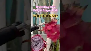 Harvesting Pink Delight Dragon Fruit || #ytshorts #dragonfruit #dragonfruitplant #trending