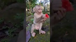 Daily update cute baby monkey and good mom #shorts