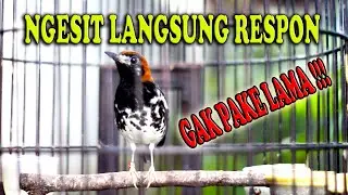 CEPAT MERANGSANG ANIS KEMBANG LAIN JADI GACOR #aniskembang