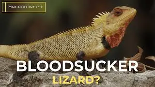 Do Oriental Garden Lizards suck blood? Colour-changing animals