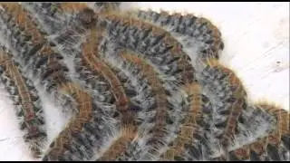 Killer Caterpillar