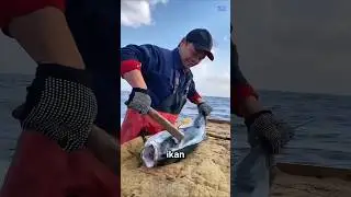 Cara manusiawi agar ikan tidak menderita!