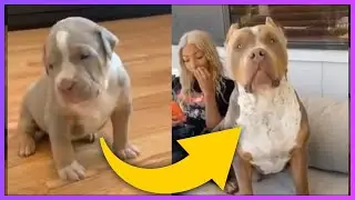 Dogs Grow Up - 8 Weeks to 1 Year 🐕 | Best TikTok American Bully