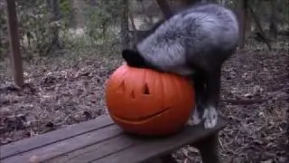 Spoopy foxy Halloween